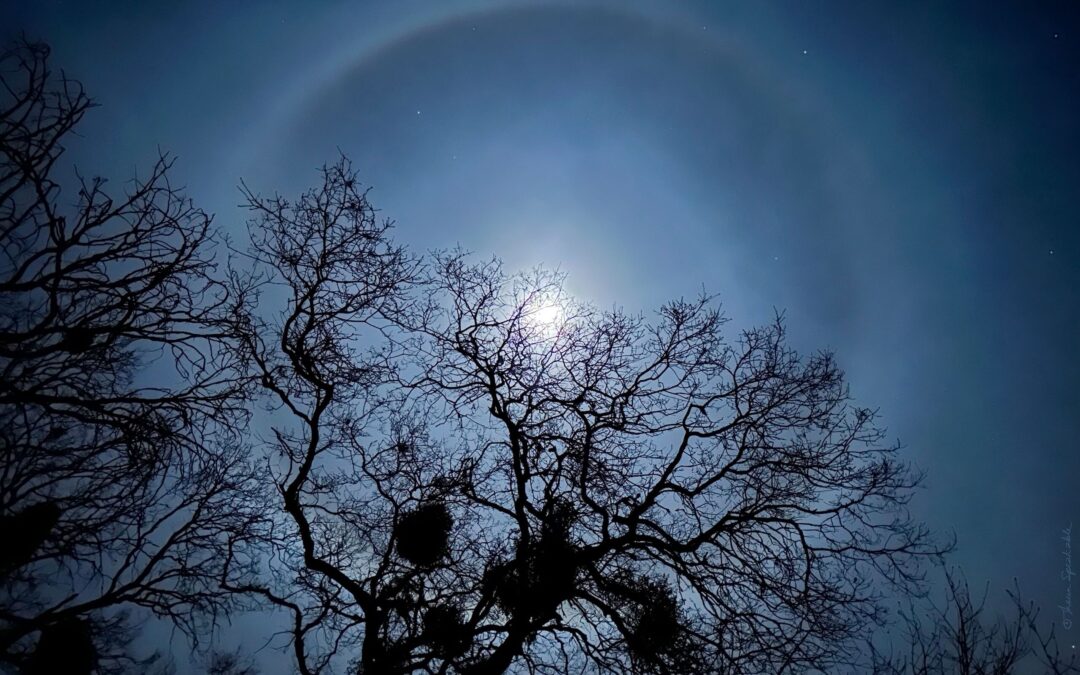 winter moon with cloud rings above tree branches